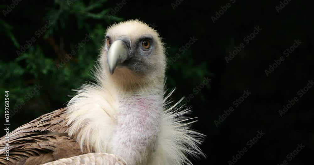 Portrait of a Griffon vulture, the french Pyrenees, France. Portrait of a Griffon vulture, the french Pyrenees, France.