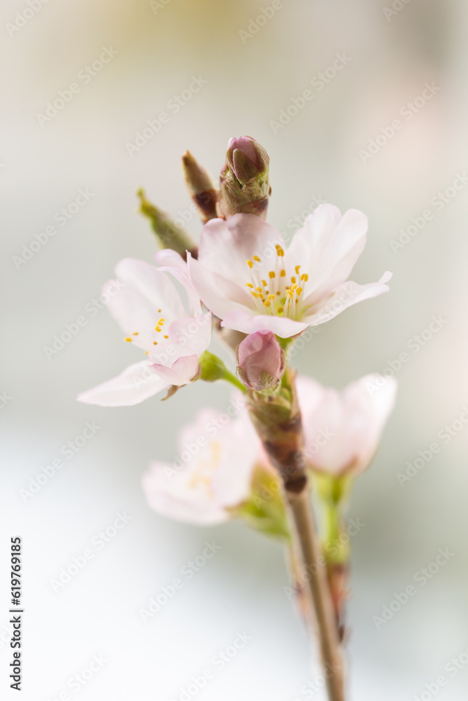 Obraz premium Spring flowers