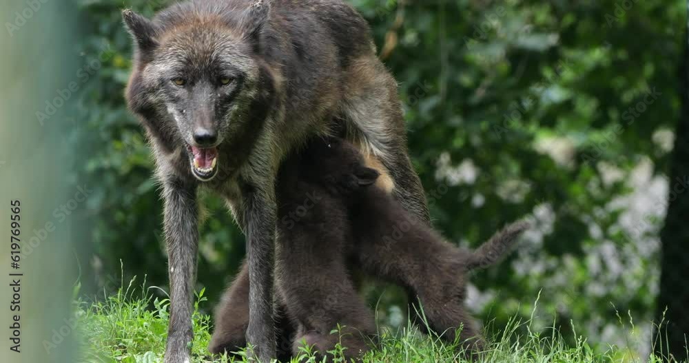 Northwestern wolf, (Canis lupus occidentalis), also known as the Mackenzie Valley wolf. Northwestern wolf, (Canis lupus occidentalis), also known as the Mackenzie Valley wolf.