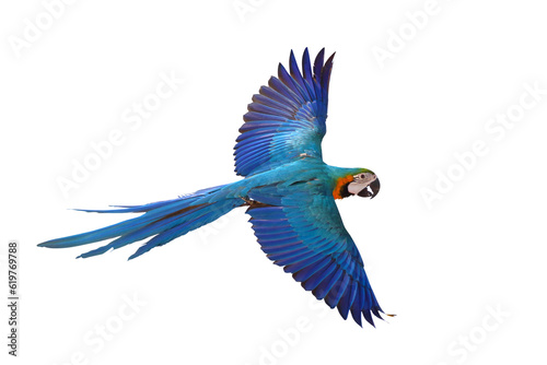 Fototapet Colorful flying parrot isolated on transparent background png file