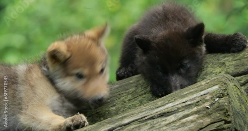 Cubs Northwestern wolf cubs, (Canis lupus occidentalis), also known as the Mackenzie Valley wolf.