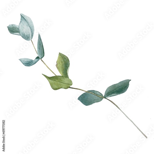 eucalyptus watercolor