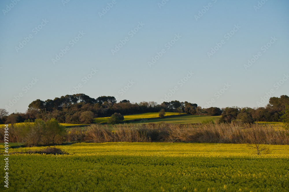 landscape of fields sown blooming