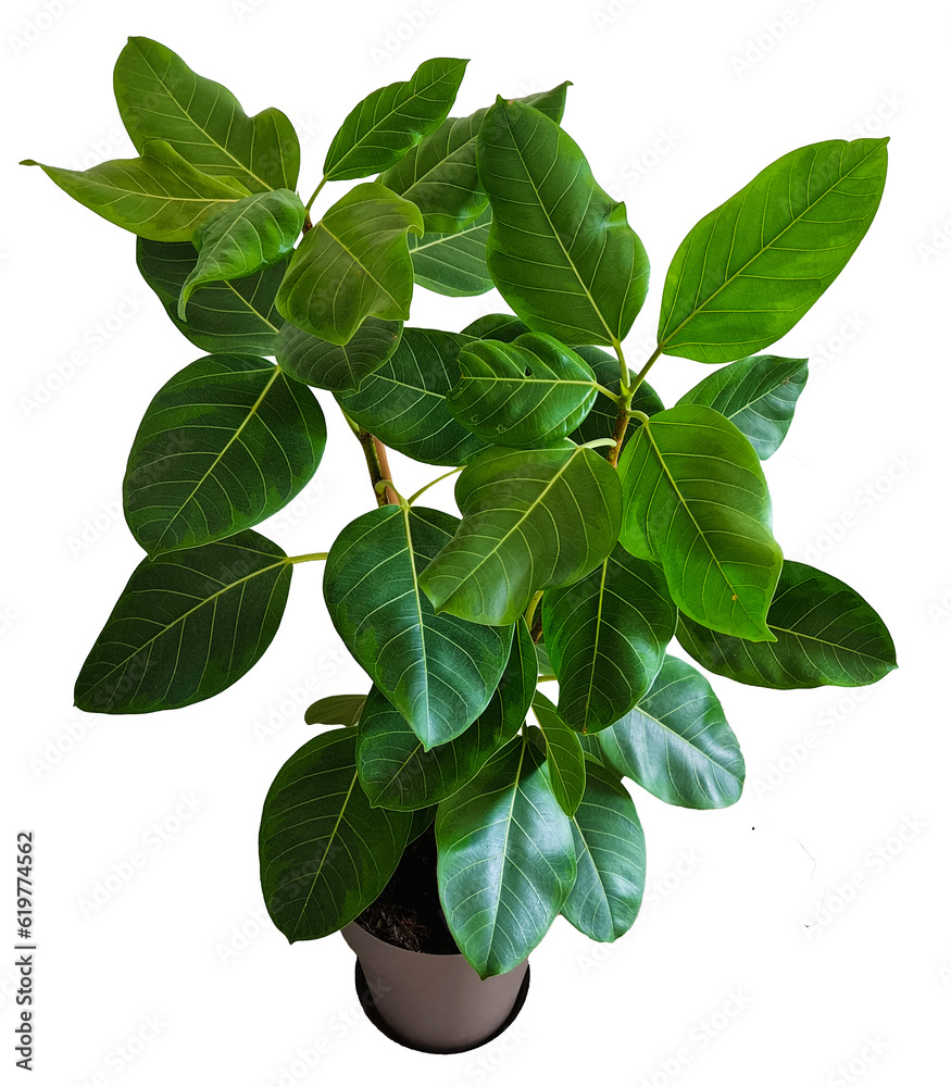 Fototapeta premium Plante d'intérieur ficus en pot détouré et isolé sur fond transparent pour illustrations, compositions digitales, plans d'aménagement paysager, dessins d'architecture ou décoration