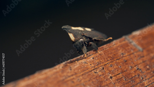 Details of a black enchenopa walking through a wood. photo