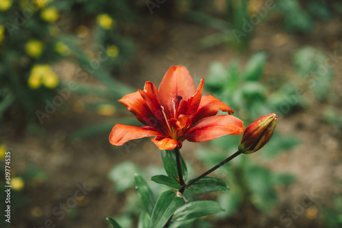 Beautiful lily flowers in the garden. Close-up