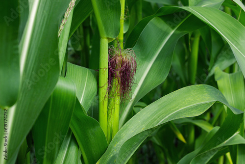 Young ears of corn on a plant