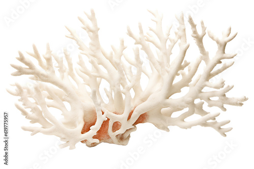 Fused Staghorn Coral on transparent background (PNG)., generative artificial intelligence

