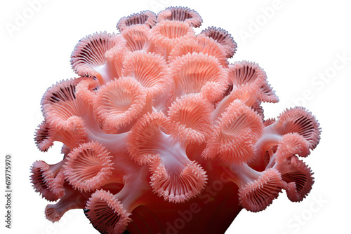 Fuzzy Octopus Coralon transparent background (PNG)., generative artificial intelligence 