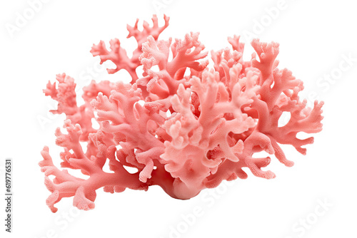 Hydnophora Coral on transparent background (PNG)., generative artificial intelligence 