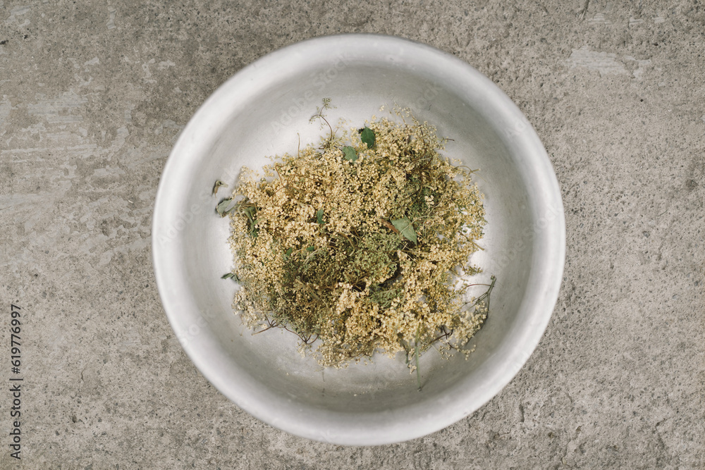 Clusters of dried flowers black elderberr. Sambucus nigra. Alternative medicine Clusters of dried flowers black elderberr. Sambucus nigra. Alternative medicine