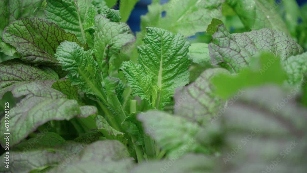 Mustard greens are one of the popular leaf vegetables harvested mustard greens in garden. Selective focus Mustard greens are one of the popular leaf vegetables harvested mustard greens in garden. Selective focus
