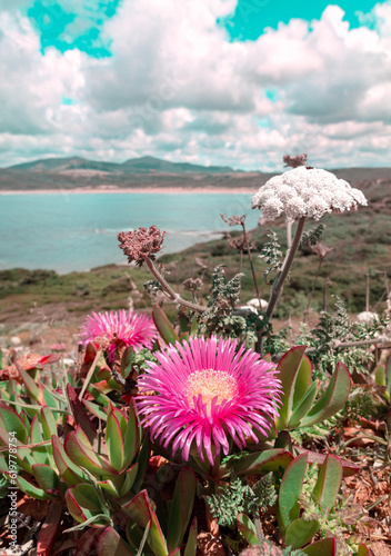 Un fiore fucsia (fico di mare - carpobrotus edulis) contrasta con il promontorio di Porto Ferro nel comune di Alghero