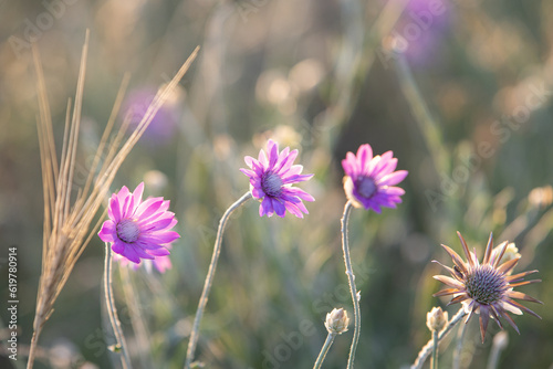Bright wild purple flowers in the rays of sunset