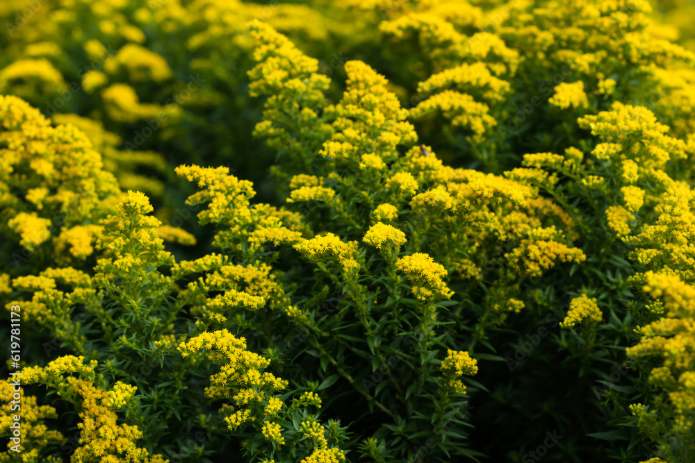Floral background of goldenrod solidago flowers, vivid yellow blossoms background of solidago goldenrod flowers, Goldenrod field Floral background of goldenrod solidago flowers, vivid yellow blossoms background of solidago goldenrod flowers, Goldenrod field