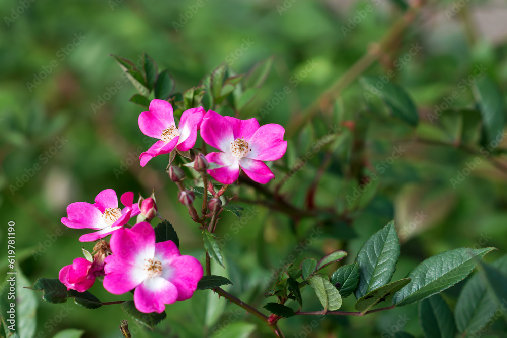 Rosa glauca close up in botanical garden, redleaf rose outside in autumn time, flora concept 