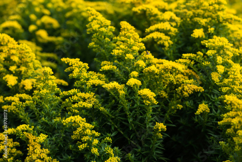 Floral background of goldenrod solidago flowers, vivid yellow blossoms background of solidago goldenrod flowers, Goldenrod field   