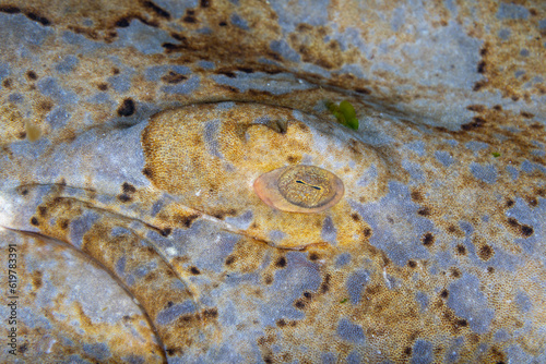 A close up view of the wobbegong shark's eye and scale photo