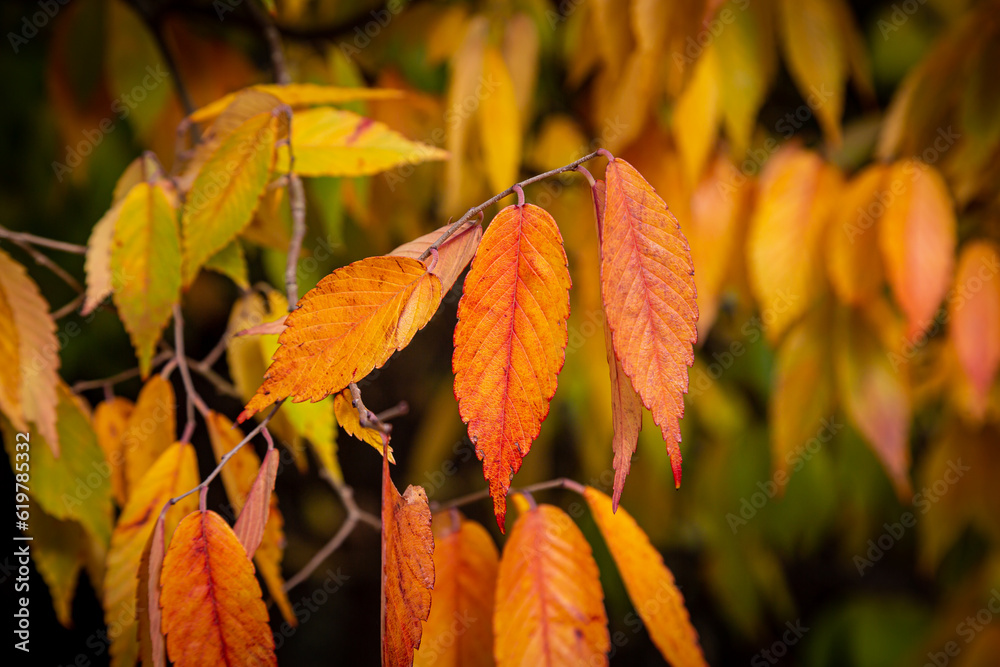 A close up autumn leaf colour, with selective focus A close up autumn leaf colour, with selective focus