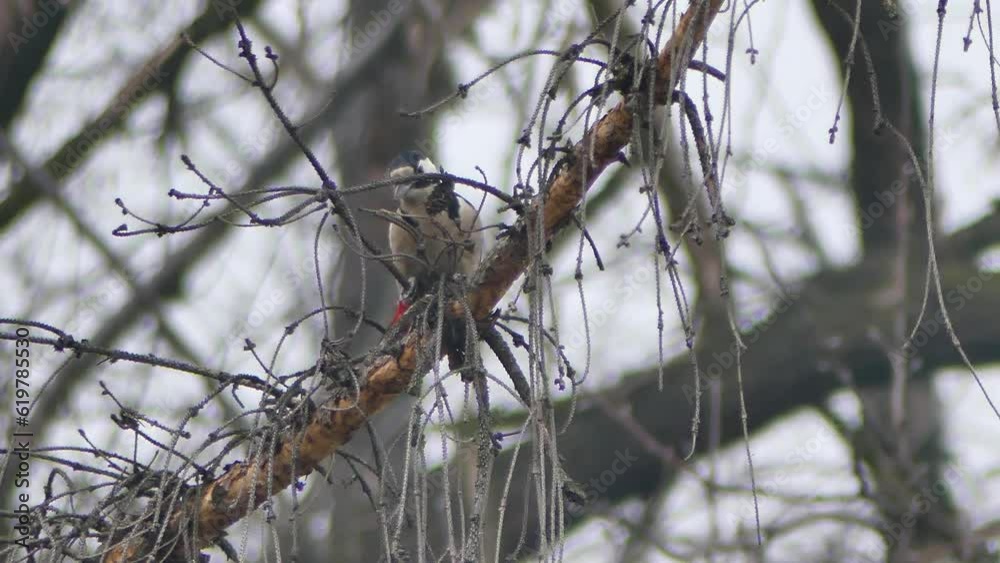 Male of Great spotted woodpecker, Dendrocopos major on branch old dry spruce tree in on cold day - real time. Bird with red spot on nape of neck. Topics: ornithology, nature, fauna, winter season. Male of Great spotted woodpecker, Dendrocopos major on branch old dry spruce tree in on cold day - real time. Bird with red spot on nape of neck. Topics: ornithology, nature, fauna, winter season.