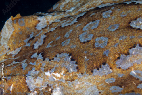 A close up view of the wobbegong scale pattern photo