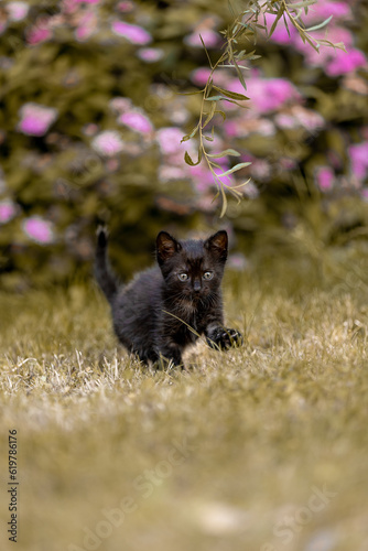 Little beautiful black kitten in nature