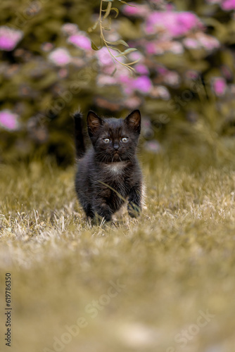 Little beautiful black kitten in nature © Мария Старосельцева