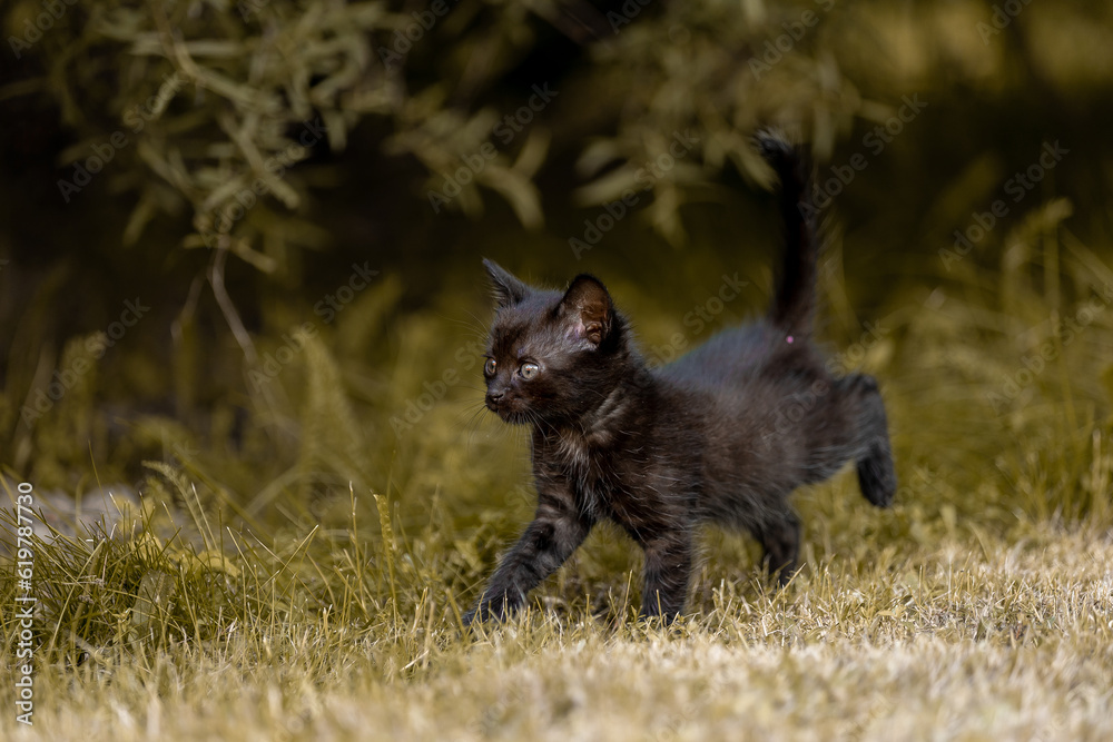 Little beautiful black kitten in nature Little beautiful black kitten in nature