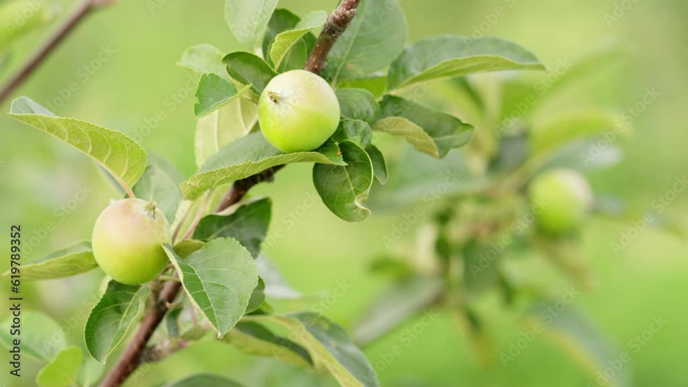 Static, young apples on tree branch, fruit orchard, food garden