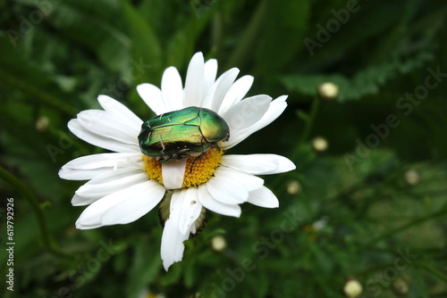 goldglänzender Rosenkäfer