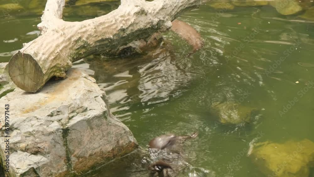 River otter bathes in water and basks in the sun River otter bathes in water and basks in the sun