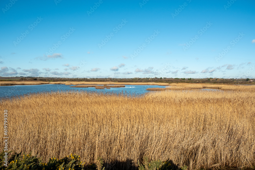 Brown marshlands Brown marshlands