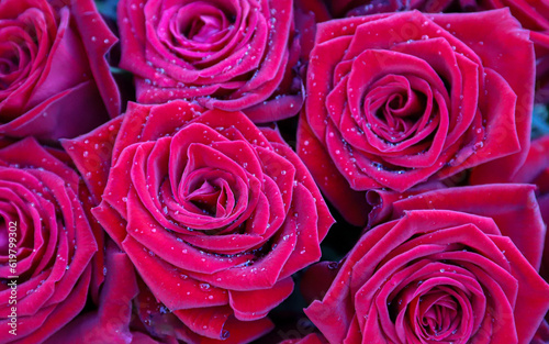 dark pink roses background with dew 