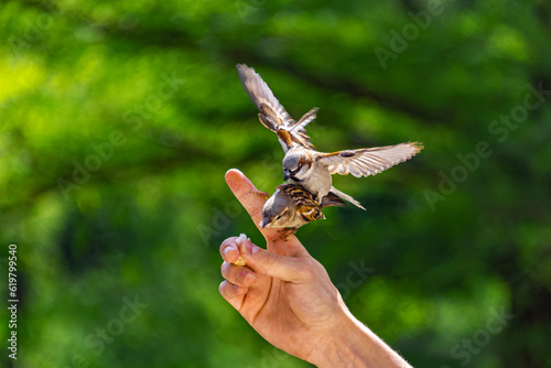 Feeding birds. Sparrows glide and cling to a man's fingers to eat bread crumbs.