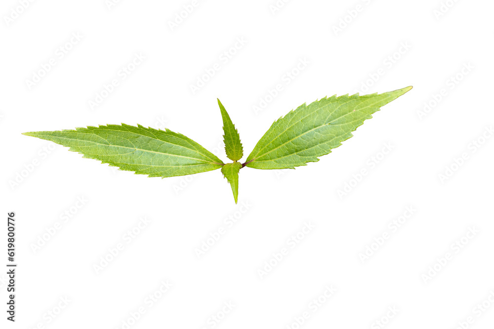 Fototapeta premium Grass leave (Ageratina riparia) as package design element