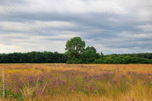 View over the orchard meadows to the edge of the forest in Siebenbrunn near Augsburg on a cloudy day
