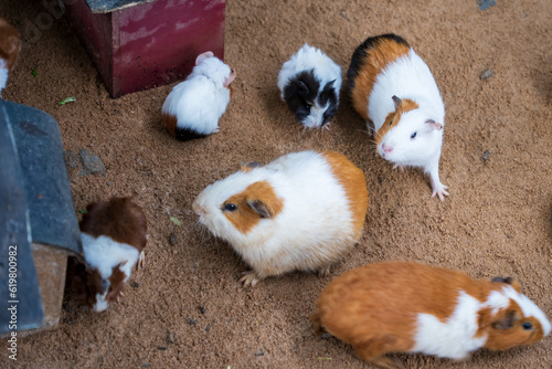 A group of adorable pet guinea pigs in the garden in Dalat, Vietnam photo