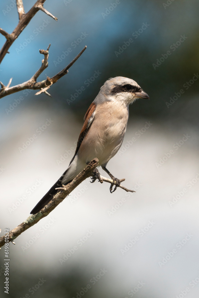 Pie grièche écorcheur,. male, Lanius collurio, Red backed Shrike Pie grièche écorcheur,. male, Lanius collurio, Red backed Shrike