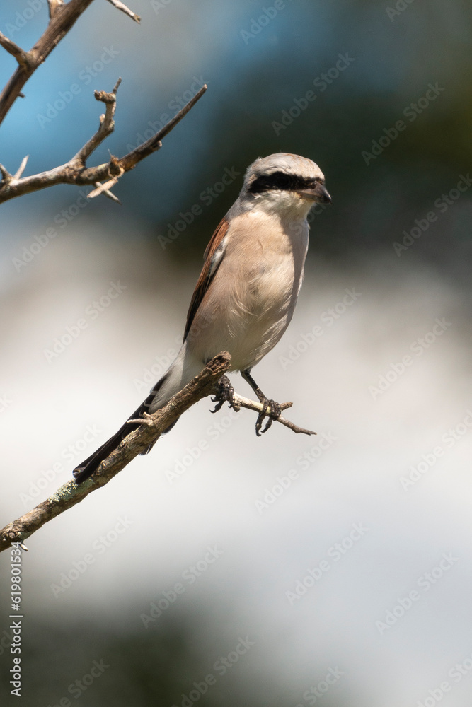 Pie grièche écorcheur,. male, Lanius collurio, Red backed Shrike Pie grièche écorcheur,. male, Lanius collurio, Red backed Shrike