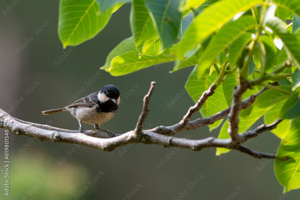 Obraz premium Mésange noire,.Periparus ater, Coal Tit