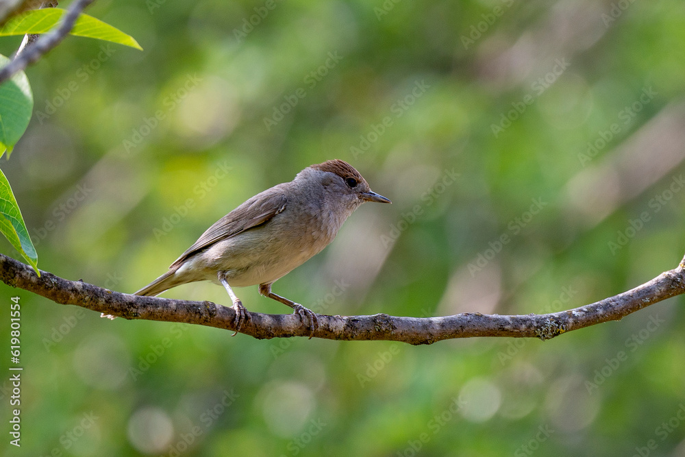 Fauvette à tête noire, felelle, .Sylvia atricapilla, Eurasian Blackcap