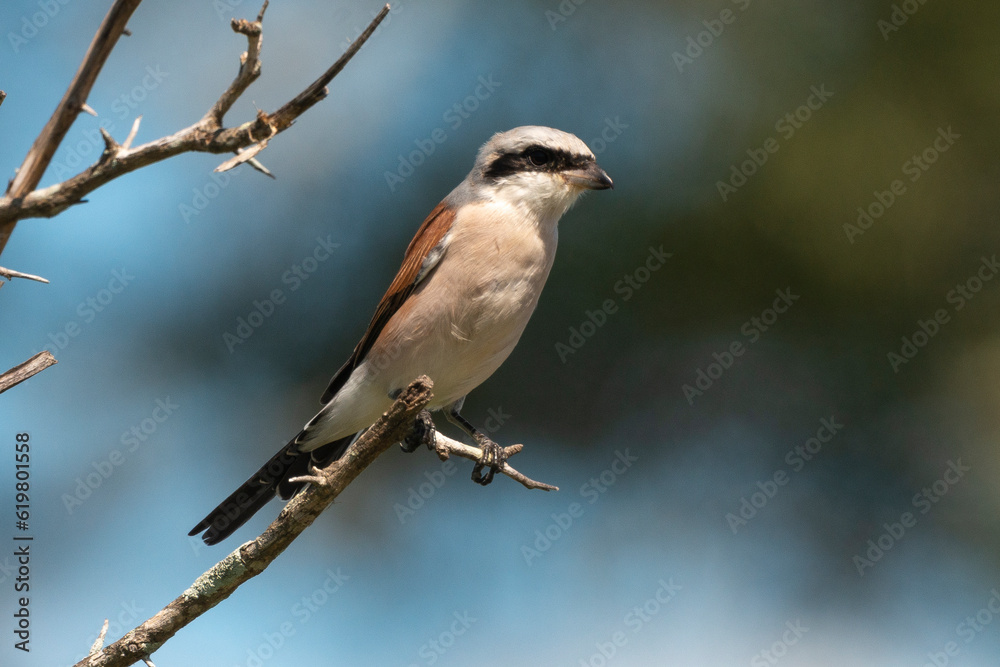 Pie grièche écorcheur,. male, Lanius collurio, Red backed Shrike