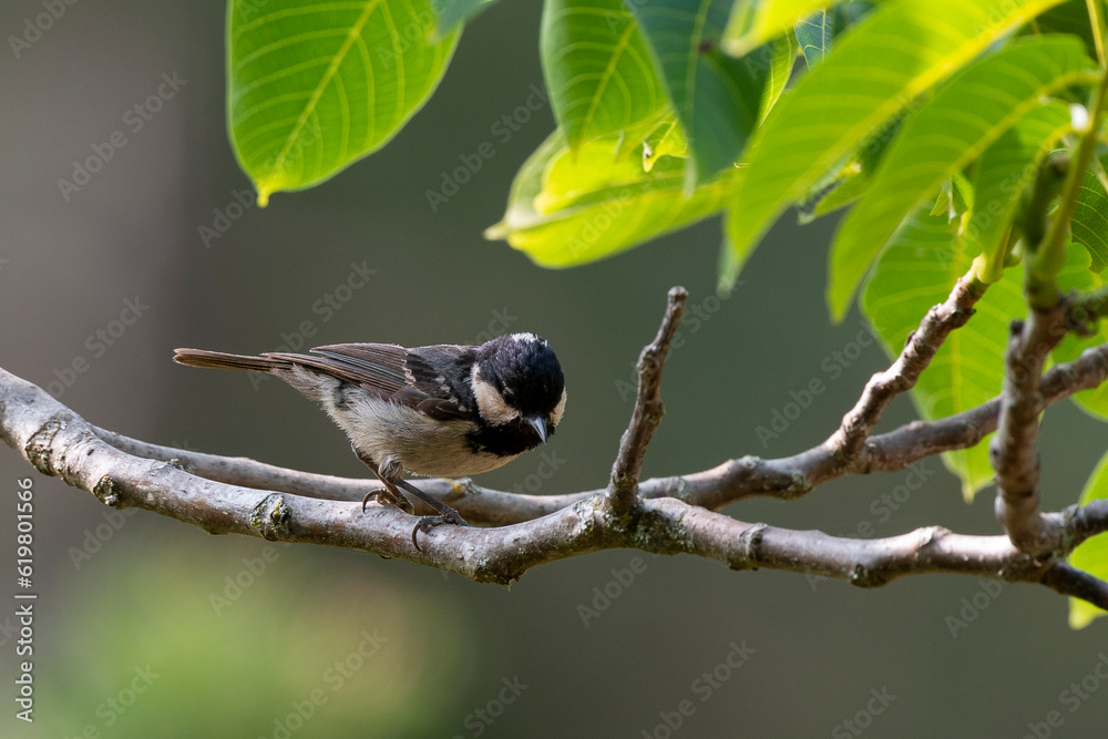 Fototapeta premium Mésange noire,.Periparus ater, Coal Tit