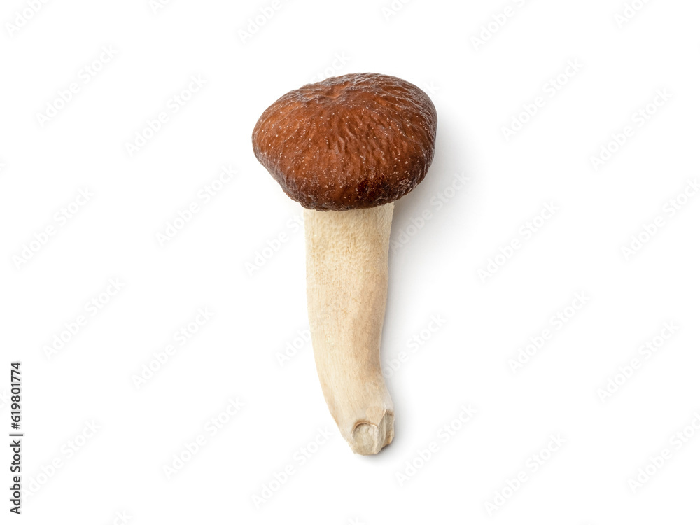 Honey agaric on white Honey agaric on white