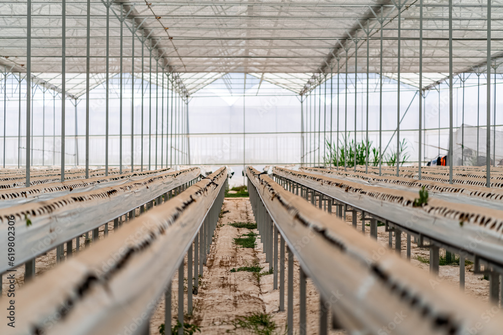Hydroponic strawberry farm. Stock photo of hydroponics method of growing plants, in water, without soil Hydroponic strawberry farm. Stock photo of hydroponics method of growing plants, in water, without soil