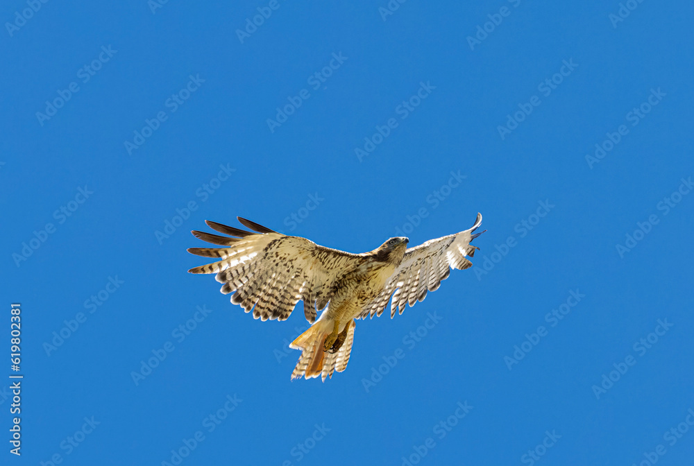 Fototapeta premium Red-tailed Hawk in Flight