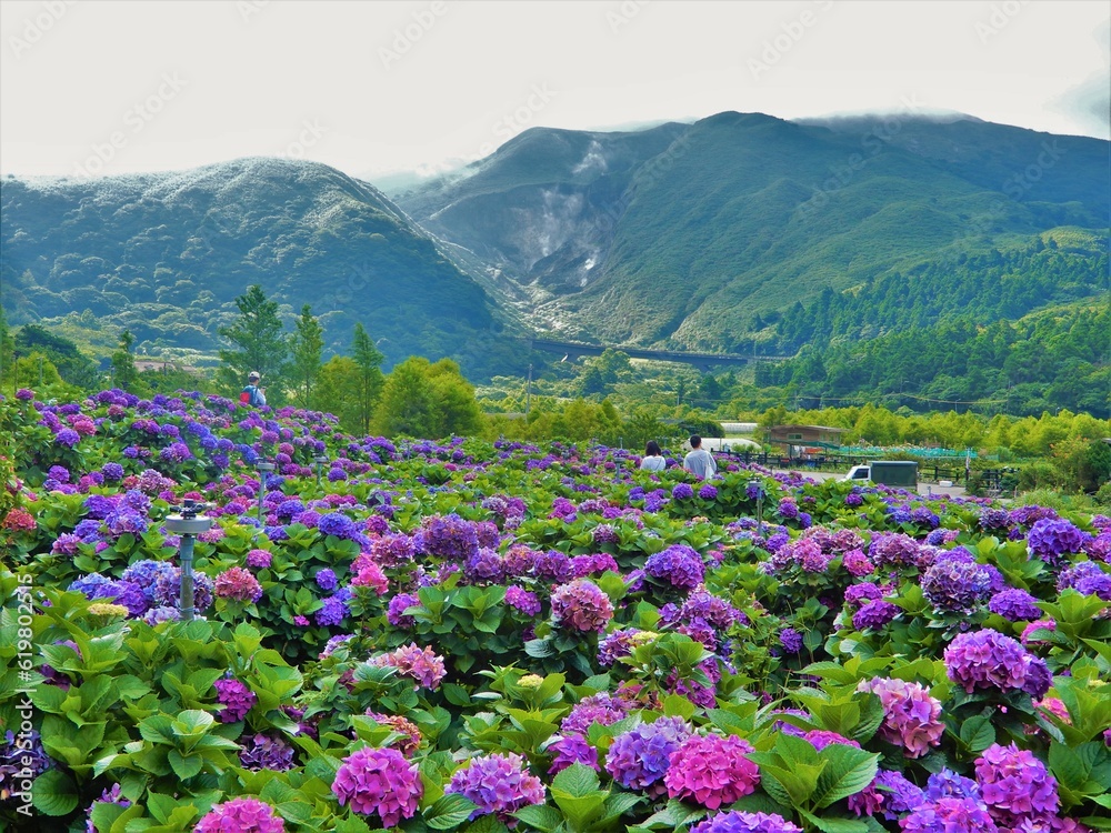 台北の陽明山にある満開の美しいあじさい園