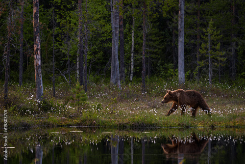 Brown Bear - Ursus arctos large popular mammal in iconic nordic European forest, Finland, Europe.