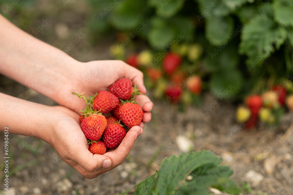 man's hands with strawberries man's hands with strawberries