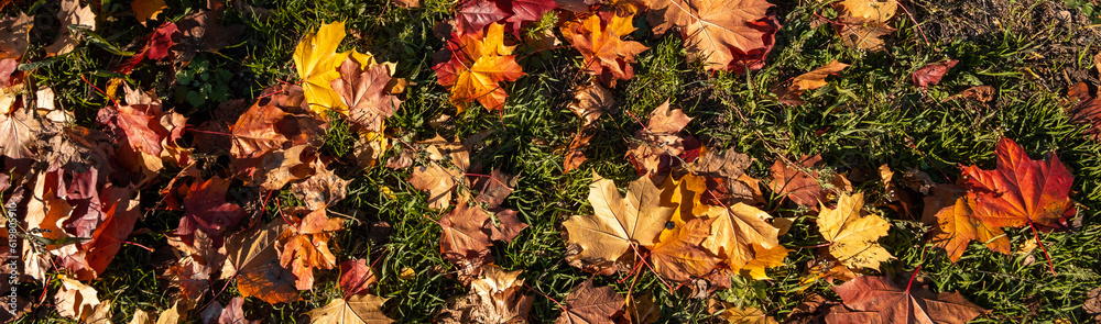 Closeup of multicolored yellow, orange, green dried maple leaves on ground. Garden lawn covered by dry leaves. Autumn concept. Natural background. Panoramic view. Details of nature